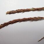 Carex esenbeckii Fruit