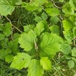 Crataegus submollis Leaf