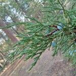 Juniperus occidentalis Листок