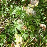 Alchemilla alpina عادت داشتن