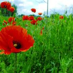 Papaver argemone Mosusu