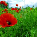 Papaver argemone Inny