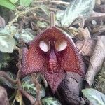 Aristolochia arborea Floare