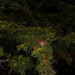 Calliandra rubescens Habitus