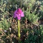 Anacamptis pyramidalisFlower