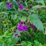 Vernonia noveboracensis Flower