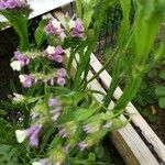 Limonium sinuatumFlower