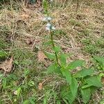 Lobelia inflata Leaf