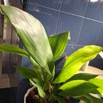 Aspidistra elatiorLeht