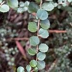 Hemionitis rotundifolia Leaf