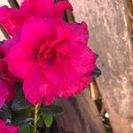 Rhododendron simsii Cvet