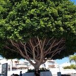 Ficus microcarpa Лист