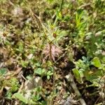 Trifolium stellatum Flower
