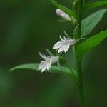 Lobelia spicata Flower
