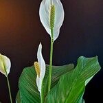 Spathiphyllum cannifolium Kvet