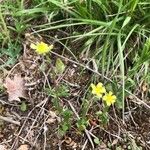 Helianthemum salicifolium Virág