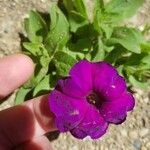 Petunia × atkinsianaFlower