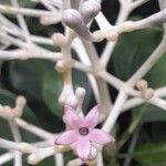 Chassalia corallioides Kvet