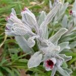 Cynoglossum dioscoridis Leaf