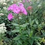 Phlox maculata Hábito