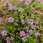 Thymus zygioides 形态