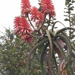 Aloe barberae Flor