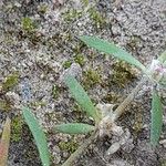 Paronychia arabica Leaf