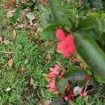 Ixora chinensis Blomma