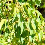 Aristotelia chilensis Fuelha