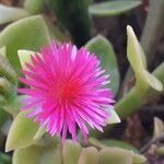 Mesembryanthemum cordifoliumFlower