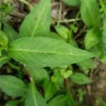 Polygonum persicaria برگ