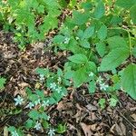 Rubus argutus Habit