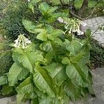 Nicotiana sylvestris ശീലം