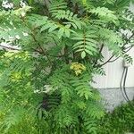 Sorbus americana Feuille