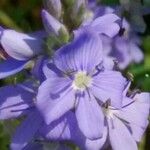 Veronica teucrium Flower