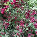 Weigela florida Облик