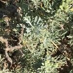 Artemisia caerulescens Hoja