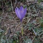 Crocus nudiflorus موطن