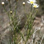 Argyranthemum gracile 整株植物