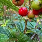 Cotoneaster bullatus 果實