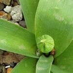 Allium giganteum Flor