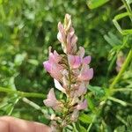 Onobrychis arenaria Blüte