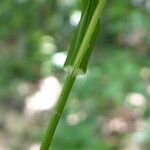 Melica uniflora Leaf