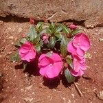 Impatiens hawkeri Квітка