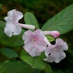 Rhododendron mogeanum Квітка