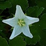 Geranium renardii Flower