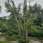 Cercidiphyllum japonicum Habit