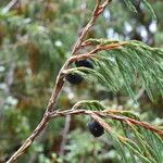 Juniperus recurva Hábito