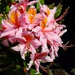 Rhododendron occidentaleFlower