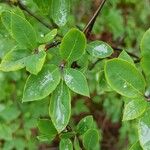 Ilex mucronata पत्ता